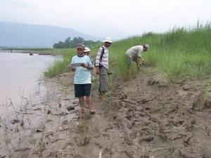 Survey team searching for otter signs in shallow channel at Dibyapuri.
