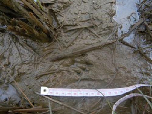 Track of small-clawed otter.