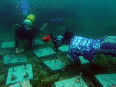 Coral rehabilitation program.