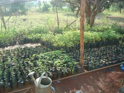 Tree seedlings in the nursery.