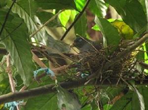 Treron nest.