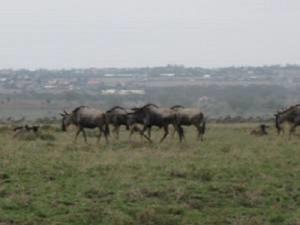 Wildebeeste.