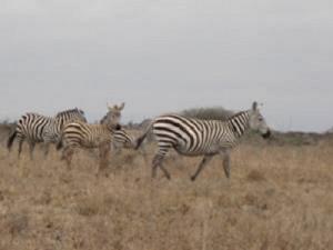 Zebras.