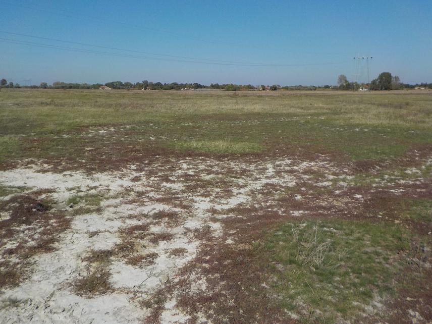 Selevenj salt marsh