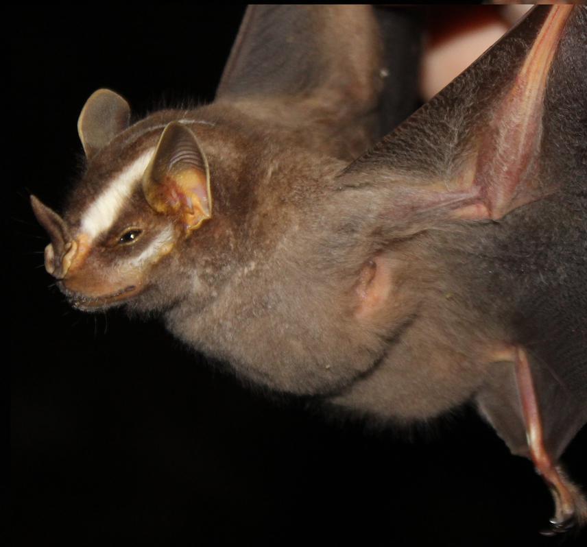 Platyrrhinus lineatus.