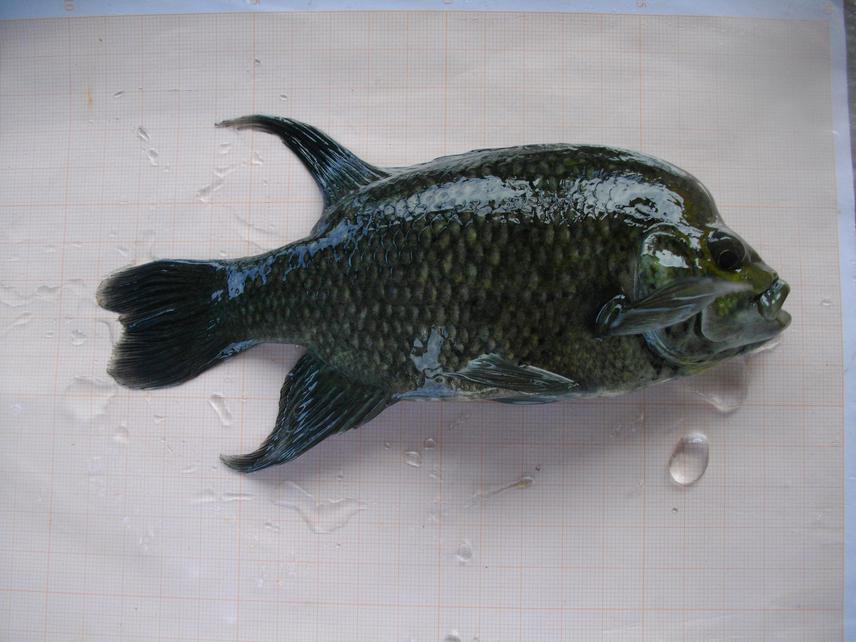 Ptychochromoides itasy.