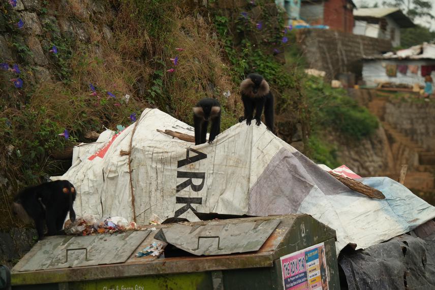LTMs have now begun to incorporate human-use foods in their diet and garbage dumpsters are a major source of this food.