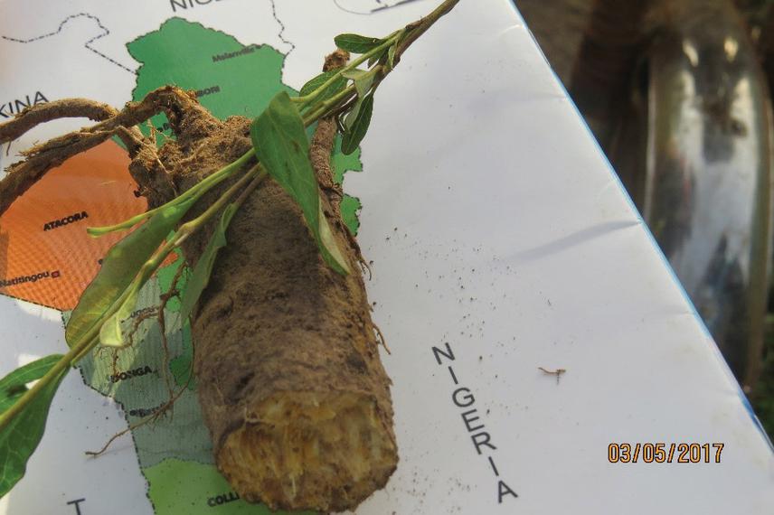 Rootstock of Ipomoea beninensis.