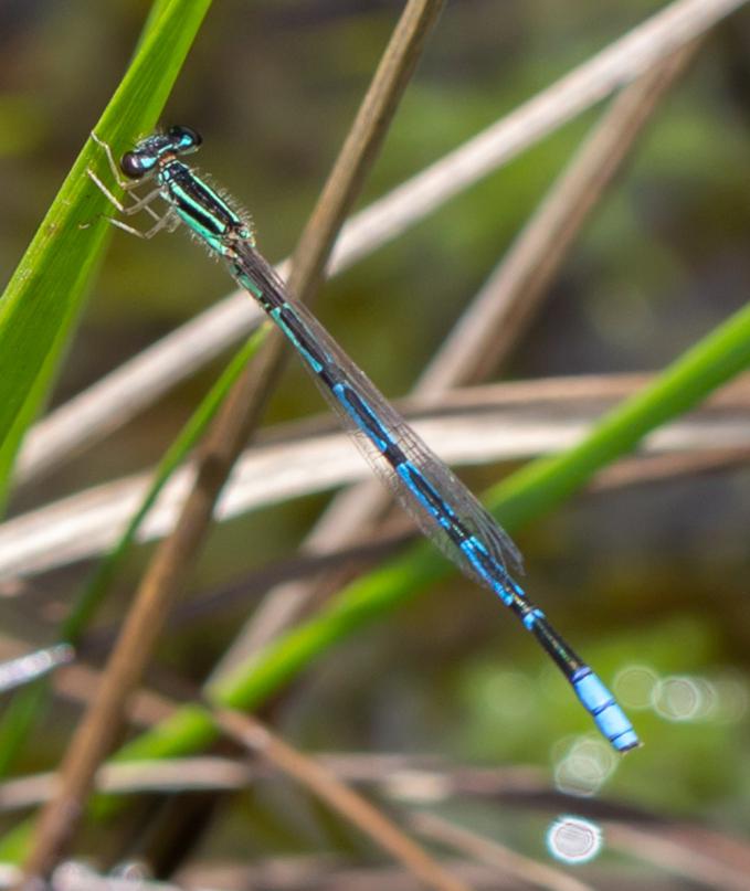 Specie found in Parque Nacional da Serra da Canastra. © Diogo Vilela.
