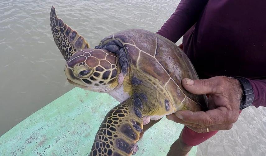 Release of juvenile green turtle trapped in a fishing net at Cabedelo.