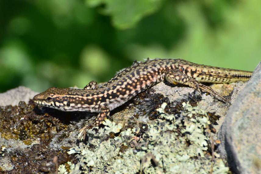Podarcis erhardii.