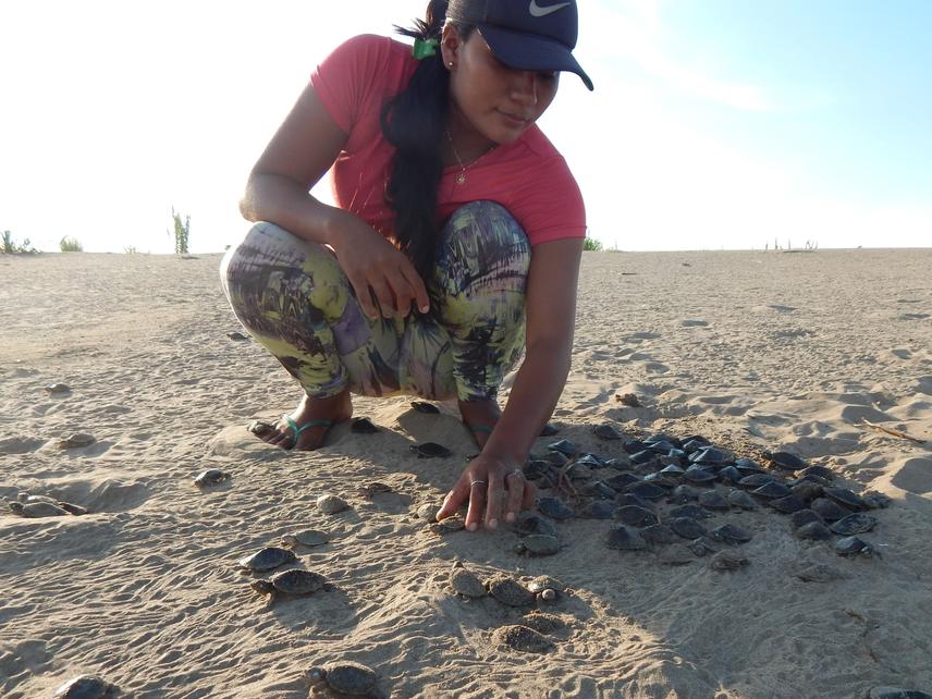Release of hatchlings.