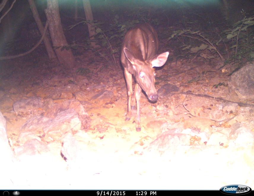 Sambar.