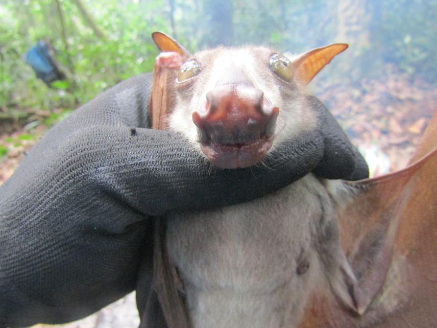 Hypsignathus monstrosus.