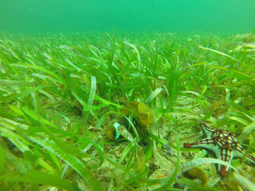 Seagrass habitats in the Northwestern Sri Lanka.