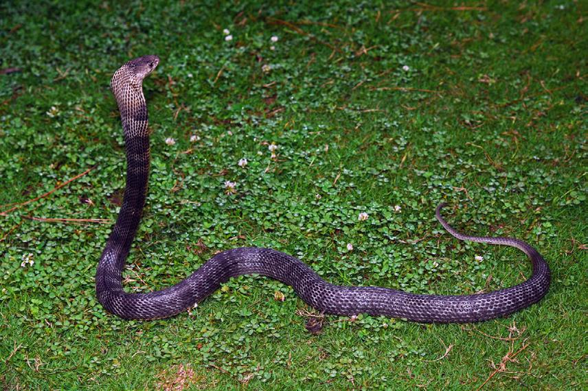 Female N. oxiana displaying juvenile hood markings