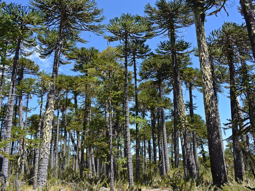 Araucaria Forest in Nahuelbuta.