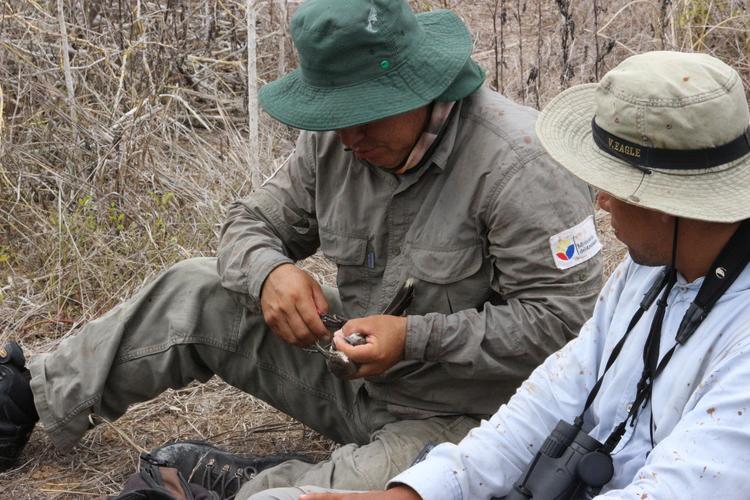 Enzo Reyes training banding to a Galapagos park-ranger at Champion Islet. © Sabina Acencio Ramirez