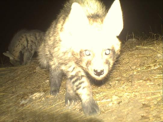 Two striped hyena cubs. © İsmet Ceyhun Yıldırım.