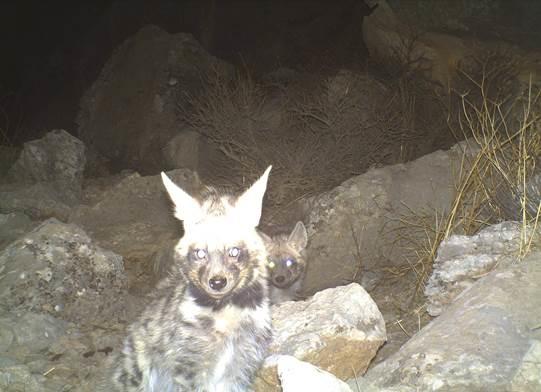 Young striped hyenas. © Eray Özkan.