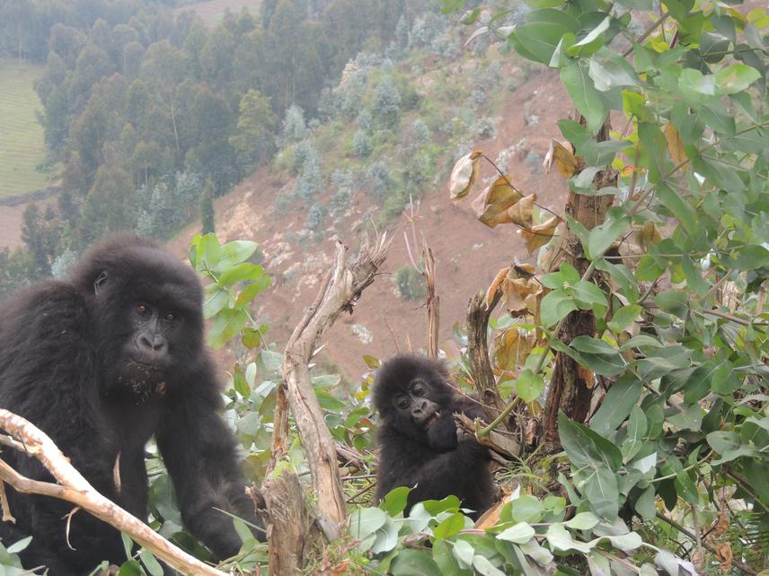 Mountain Gorilla with infant.