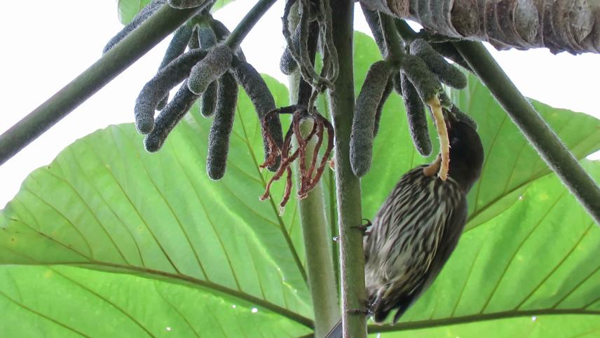 A large component of our field work involves foraging observations to identify and quantify feeding-dispersal relatio. ©Alejandra Sacbel Monsiváis