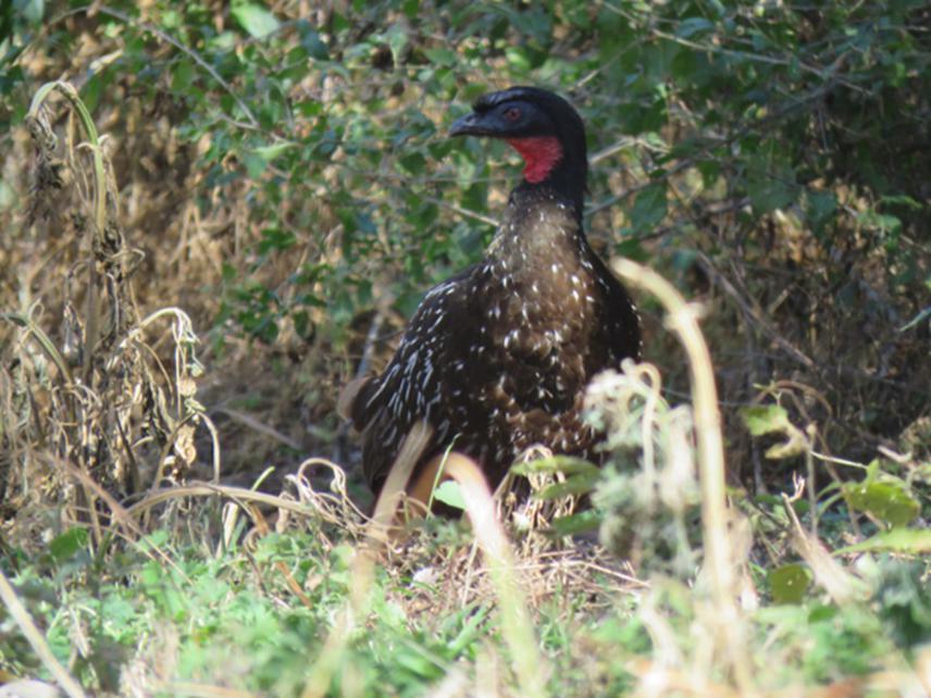 Penelope obscura- Dusky-legged Guan.