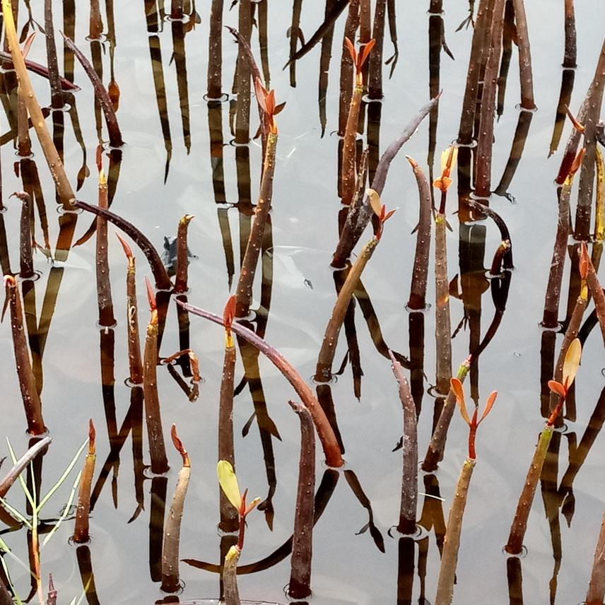 Obtained seedlings of R. racemosa.