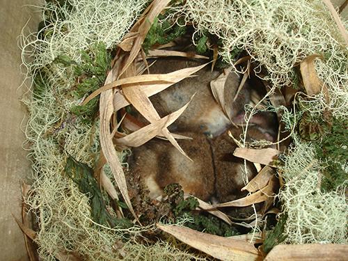 Dromiciops gliroides winter huddling group in an artificial nest box. © Jennifer Hetz.