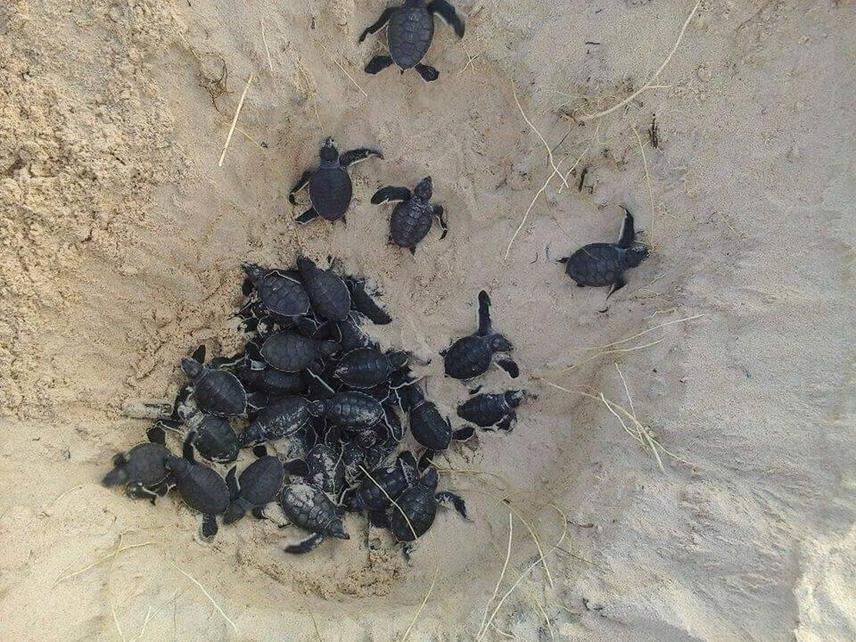 Green turtle hatchlings, Varela, Guinea-Bissau. ©Landim Sané.