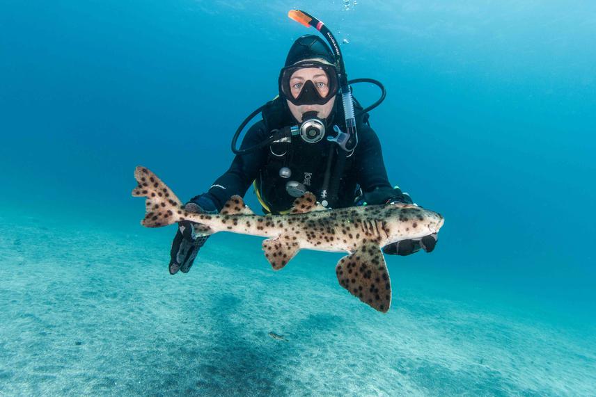 Diver handling a large bullhead shark.