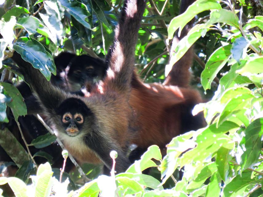 Ateles geoffroyi panamensis.