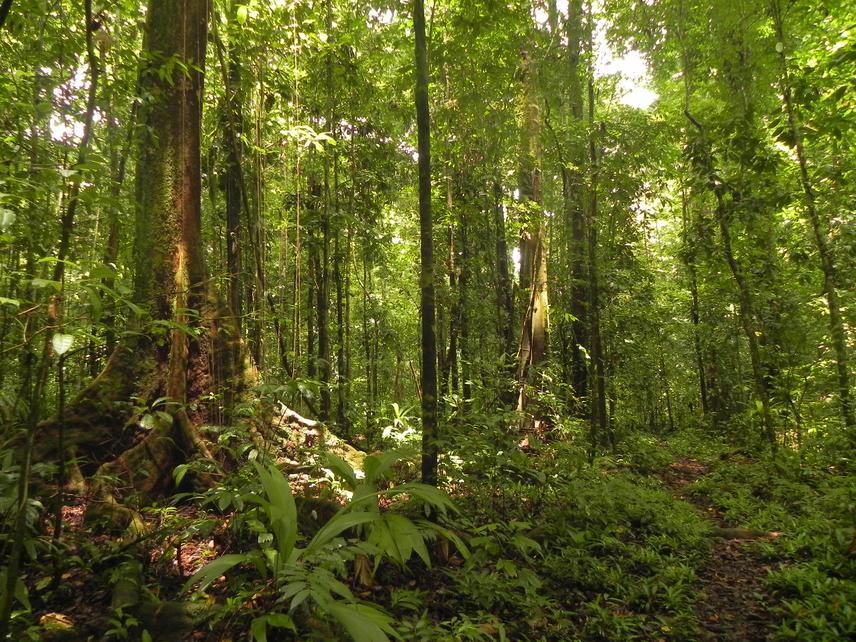 Forest from the Osa Peninsula, Costa Rica. ©RB.