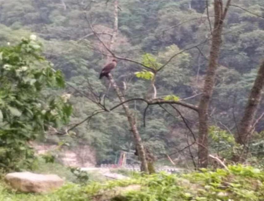 White Rumped Vulture at RMNP