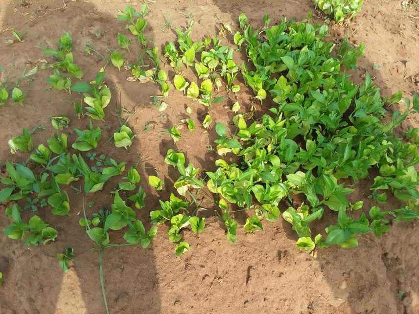 Adansonia digitata seedlings.