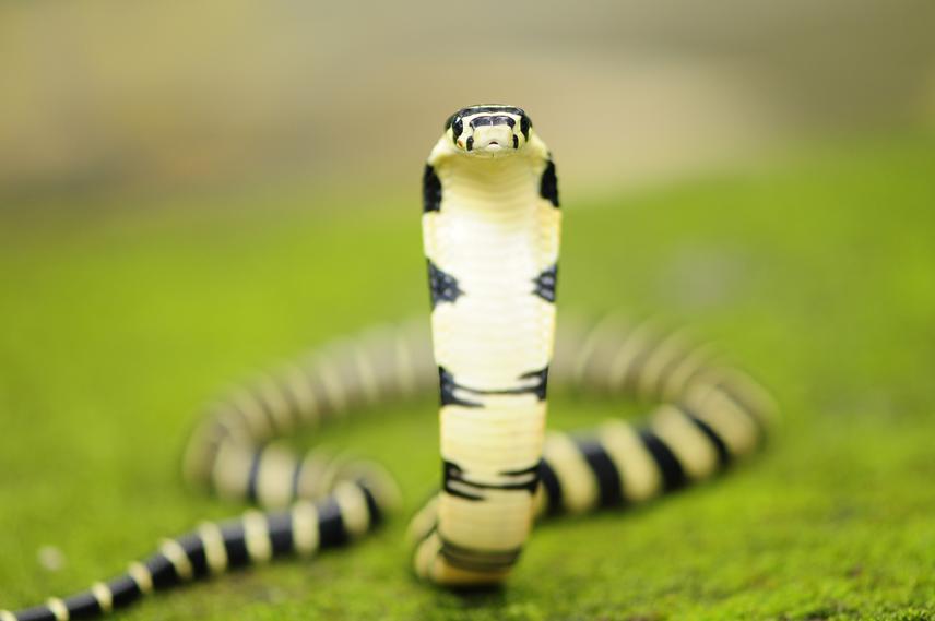 King Cobra hatchling.