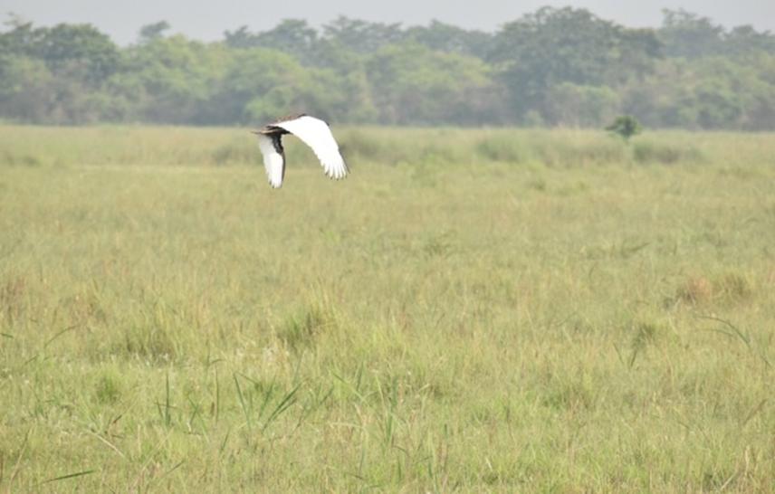 Male Bengal Florican