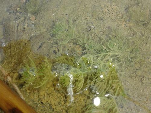 Stonewort in shallow water. © I. Trbojevic.