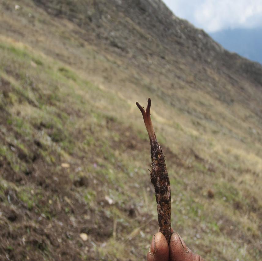 Freshly picked Cordyceps.