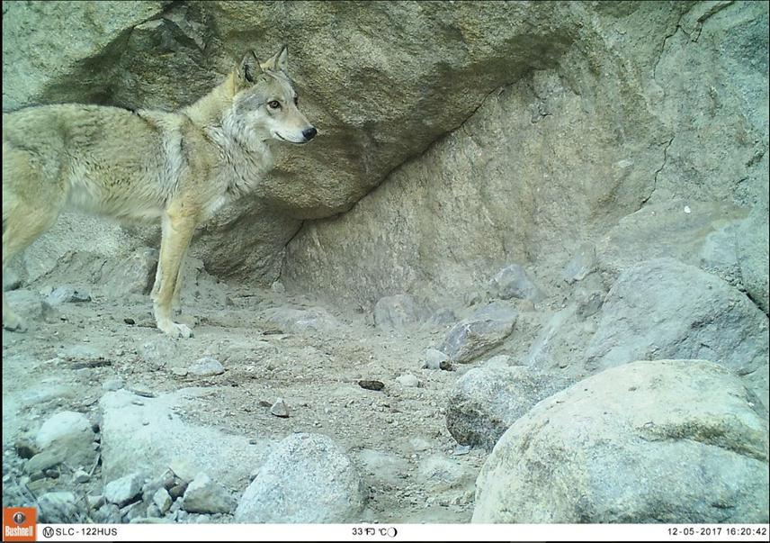 Camera trap. ©BWCDO in GB.