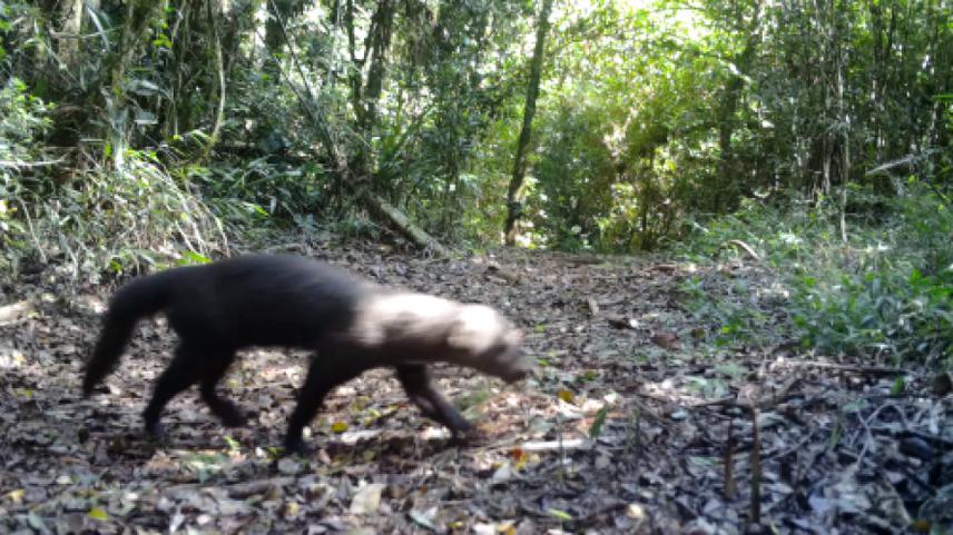 Eira barbara, Turvo State Park. © Neotropical Mustelids Project.