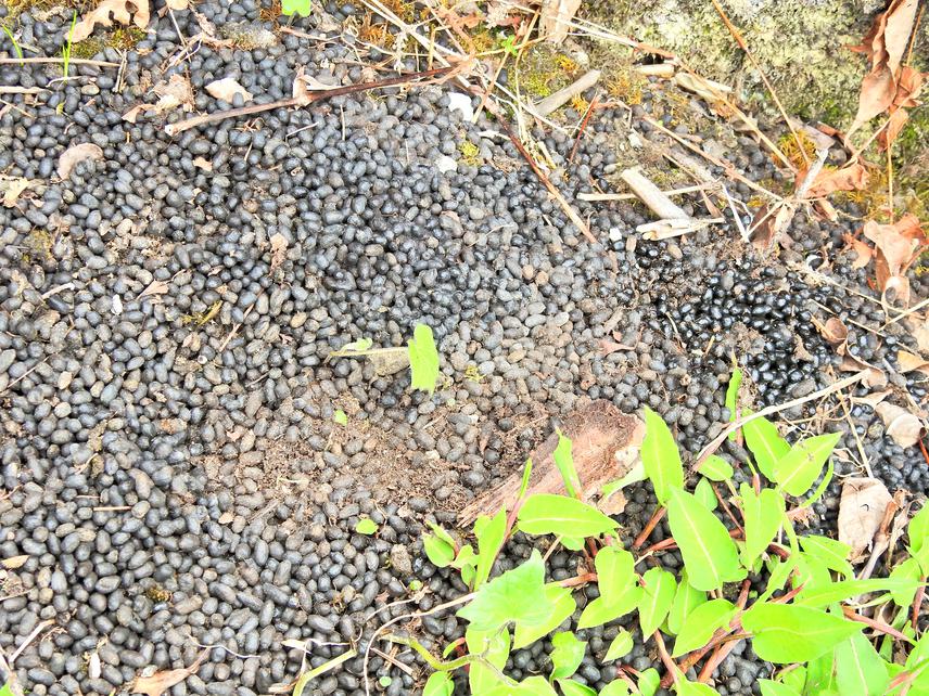Musk Deer Pellet. ©Kiran Thapa Magar.