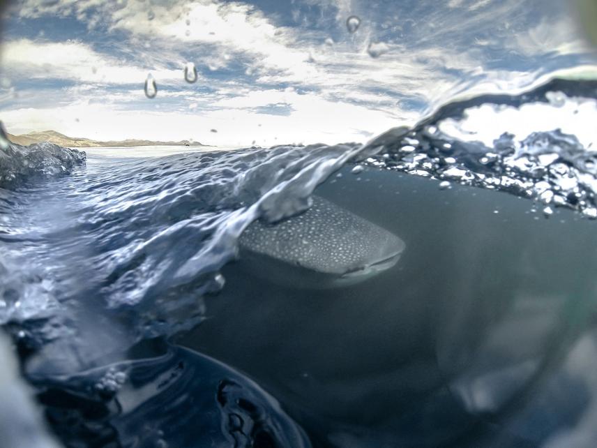 Whale shark approaching.