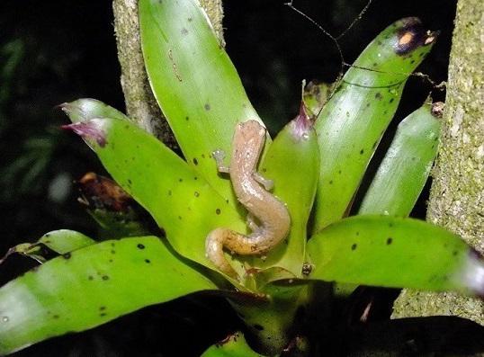 Bolitoglossa rufescens. © Berenice García.