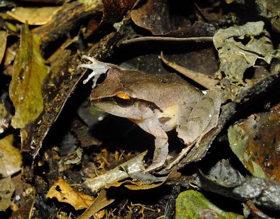Craugastor lineatus. ©Berenice García.