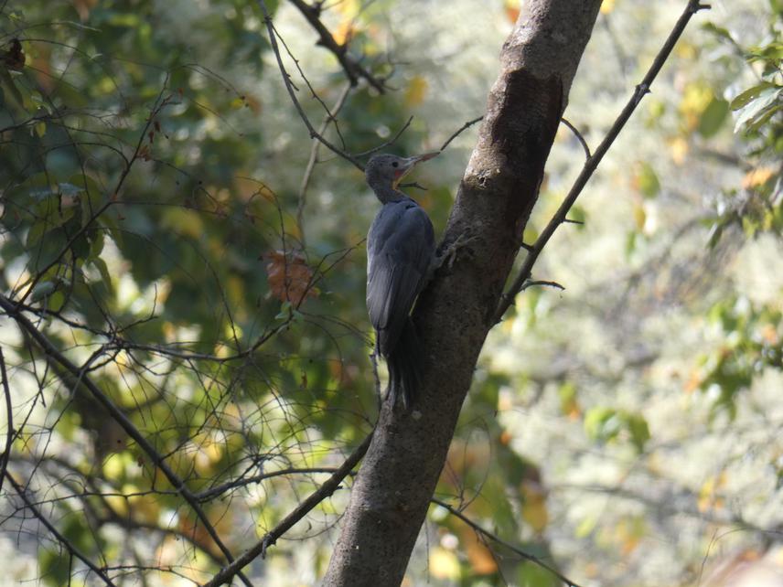 Great Slaty Woodpecker (Mulleripicus pulverulentus).