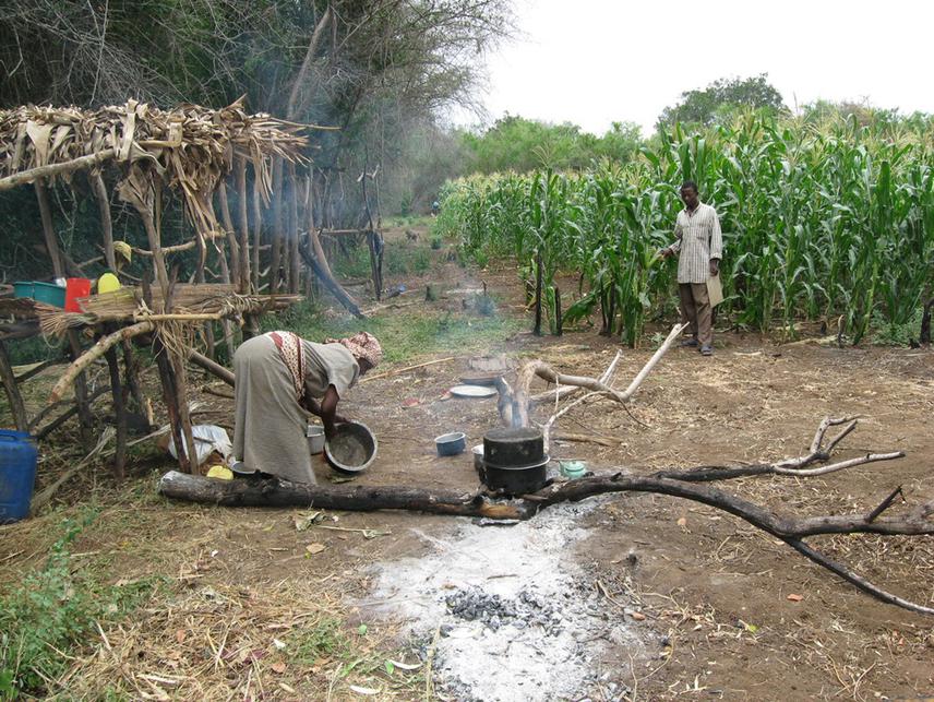 A baboons sneaks into the farm and gets away with some maize during guarding exercise at Msas’ farm.