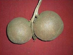Fruit of Sal tree.