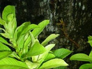 Young leaves of Sal tree.