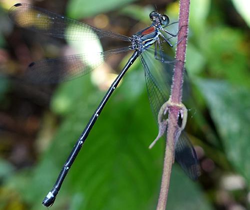 Philogenia martae, one of the beautiful endemic species of damselflies in Santa Cecilia region described as part of the results of the first phase. ©C. B